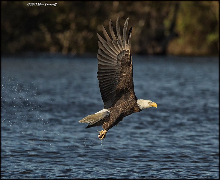 _1SB8606 bald eagle catching fish.jpg